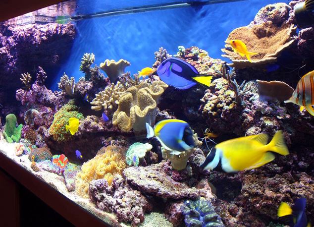 качество воды в морском аквариуме