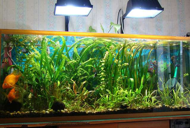 Освещение аквариума светодиодными прожекторами