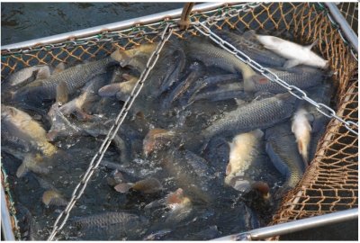 Рыба выращенная в БРК